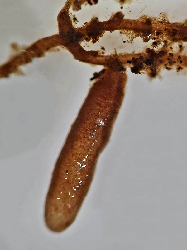 Calypogeia neogaea